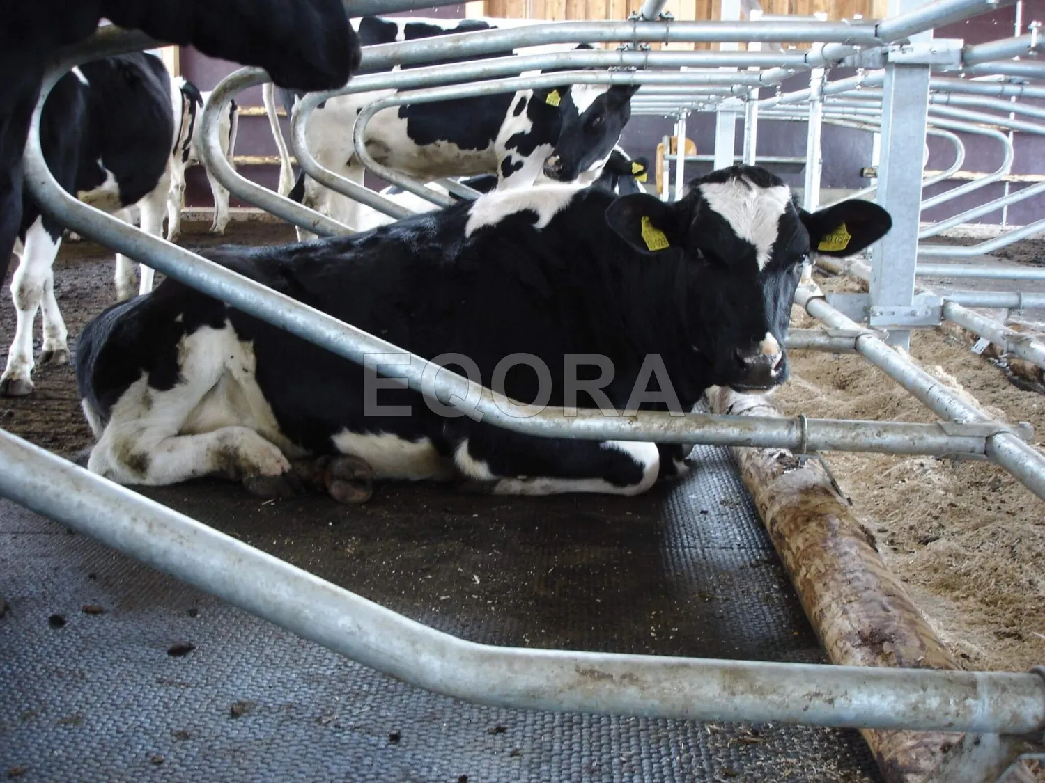 Резиновые маты из крошки для коров и КРС в Раменском